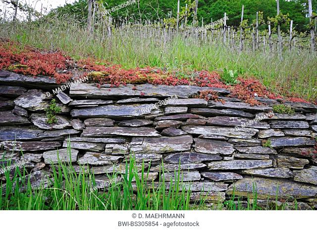 white stonecrop (Sedum album), on slate wall at the edge of vineyard, Germany, Rhineland-Palatinate, Trittenheim