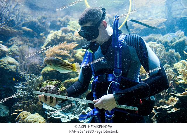 Diver Andy Steffens measures a giant clam in the Hagenbeck Animal Park in Hamburg, Germany, 29 December 2016. The animal park is currently carrying out its...