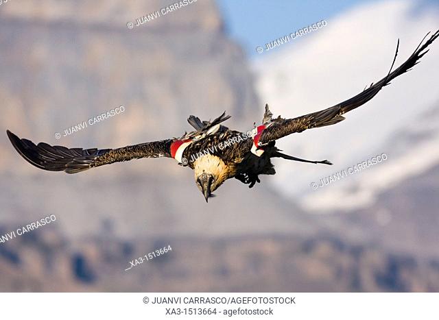 Lammergeier Gypaetus barbatus in flight at Ordesa and monte perdido national park, Huesca Province, Aragon, Pyrenees, Spain