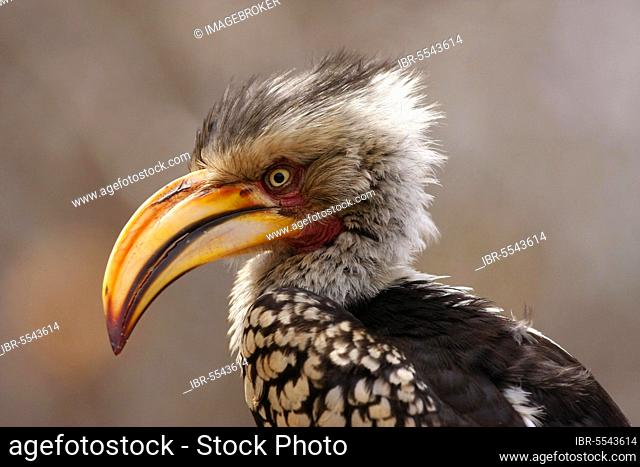 Southern yellow-billed hornbill (Tockus leucomelas), Southern Yellow-billed Hornbill, Hornbills, Animals, Birds, Southern Yellow-billed Hornbill adult male