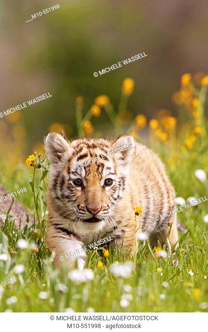 Tiger cub walking through the field of wildflowers in the spring out in the country