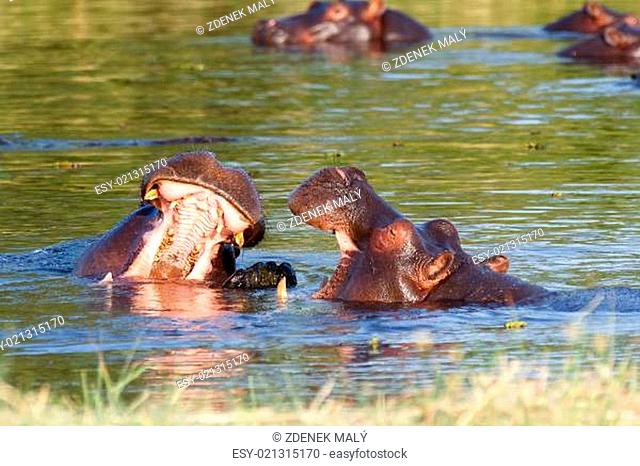 Two young male hippopotamus Hippopotamus amphibius, rehearse fray and figting with open mouth and showing tusk. National Park Okawango, Botswana