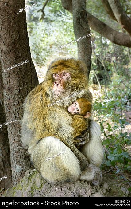 Barbary Macaque (Macaca sylvanus) with young, Ifrane National Park, Morocco, Africa