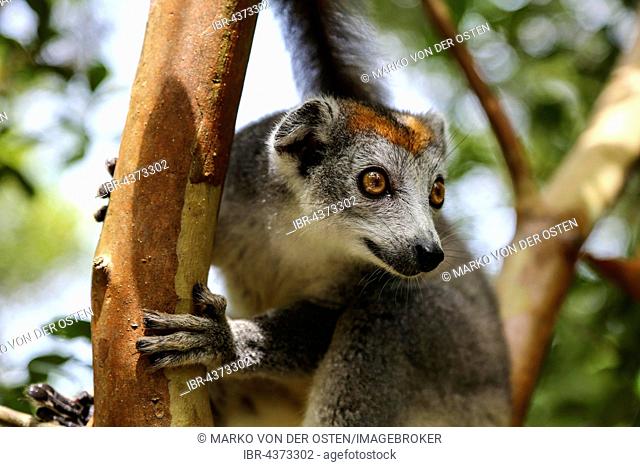 Crowned lemur (Eulemur coronatus) sitting in tree, female, Le Palmarium reserve also Ankanin'ny Nofy, Toamasina, Tamatave, Eastern Madagascar, Madagascar