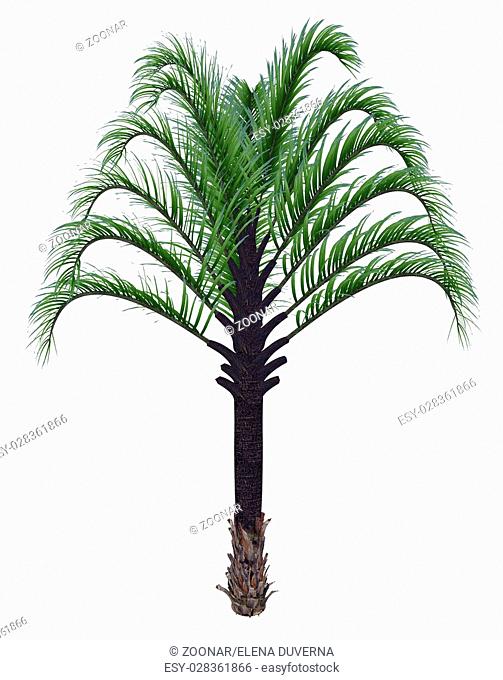 Triangle palm tree, dypsis decaryi - 3D render