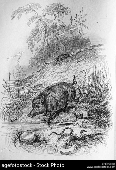 the hermit the beaver and the boar, florian fables illustrated by victor adam, publisher delloye, desme 1838