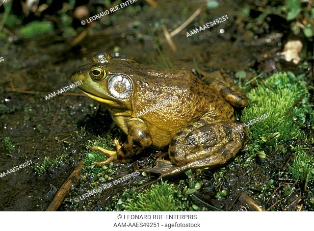 Male Bullfrog ear larger than eye