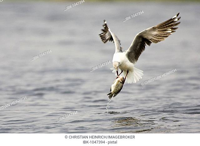 Flying Grey-headed Gull (Larus cirrocephalus), with fish, Chobe National Park, Botswana, Africa