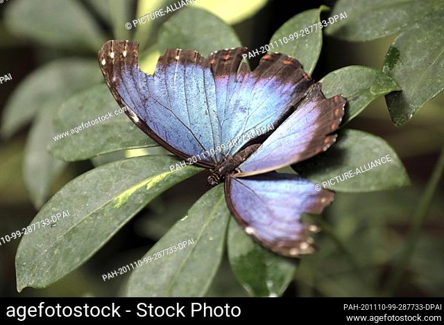 15 October 2020, Mecklenburg-Western Pomerania, Klütz: A sky butterfly sits on a leaf in the butterfly park. About 100 different species of butterflies live in...
