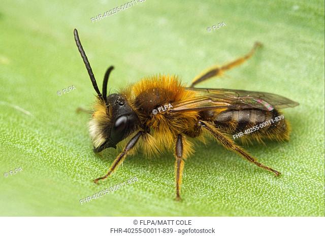 Tawny Mining Bee Andrena fulva adult male, resting on leaf, Leicestershire, England, april