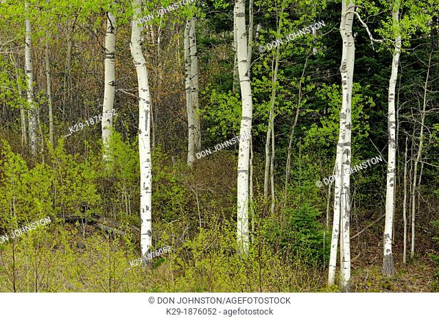 A woodland of aspen, with emerging spring leaves in the understory, Greater Sudbury Lively, Ontario, Canada