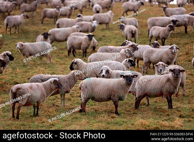 29 December 2021, Saxony-Anhalt, Heimburg: Sheep graze in a meadow on the A36 in the Harz Mountains. The approximately 400 animals belong to a flock in Heimburg...
