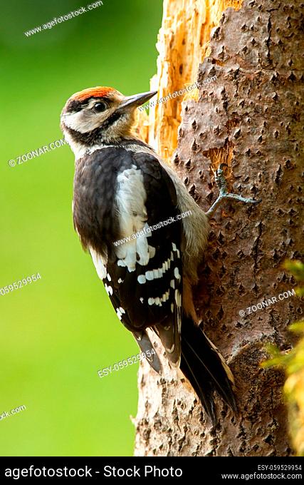 Beautiful lesser spotted woodpecker, dryobates minor, climbing tree in summer. Small bird perched on tree in forest. Adult colorful animal attached to trunk by...