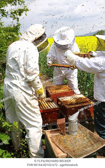 Professional beekeeping, beekeepers examining Western Honey Bee Apis mellifera hives for queen cells and adding new supers and combs
