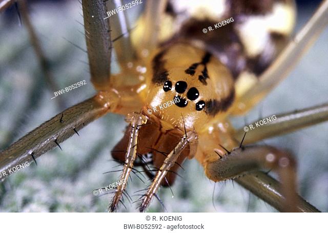 Sheet-web weaver, Line-weaving spider, Line weaver (Linyphia triangularis), female, Germany