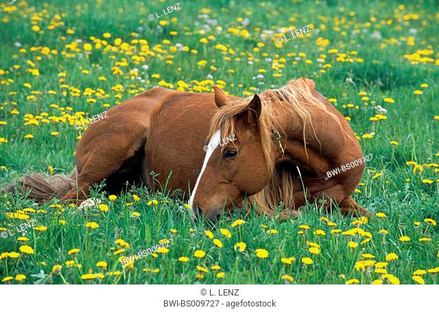 Quarterhorse (Equus przewalskii f. caballus), mare lying on a meadow