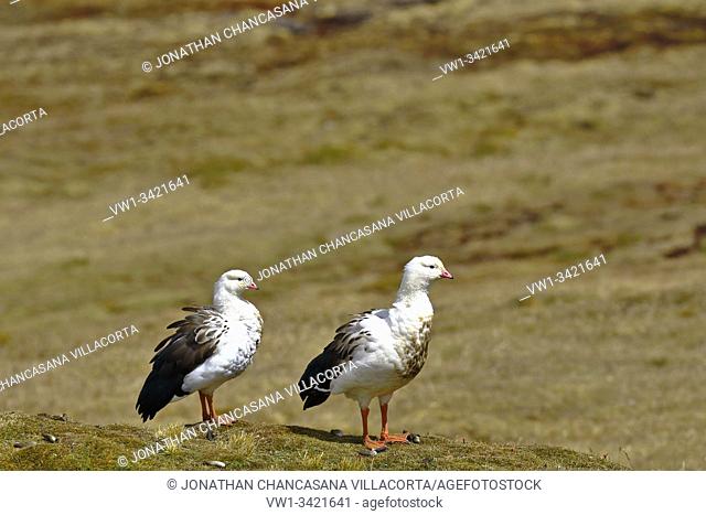 Pair of Andean goose (Chloephaga melanoptera) perched on the grassland in its natural environment in the puna. Peru
