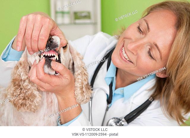 USA, Illinois, Metamora, Veterinarian checking Cocker Spaniel dog's teeth