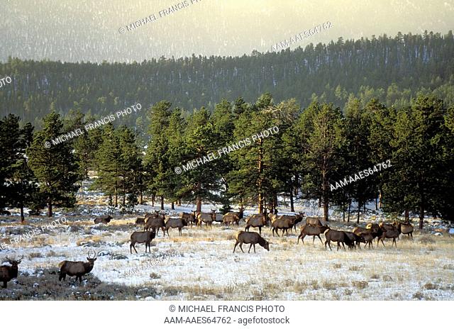 Elk (Cervus elaphus) mixed herd in mountain habitat during late fall, Rocky Mountain National Park, Colorado