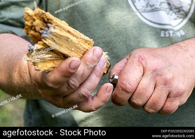 Beekeeper Ales Pelikan lights tinder before checking beehives in Trebivlice, Litomerice region, Czech Republic, May 22, 2023