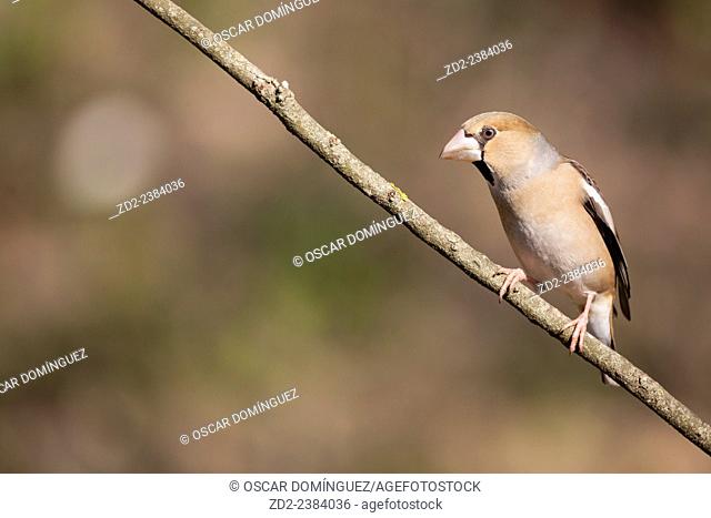 Hawfinch (Coccothraustes coccothraustes) perched on branch. Collserola Natural Park. Catalonia. Spain