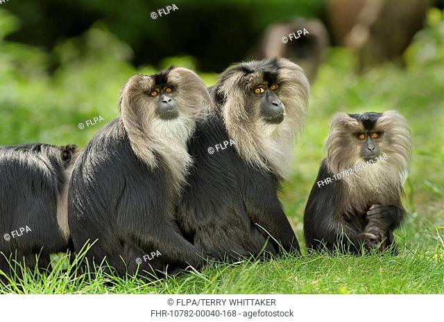Lion-tailed Macaque Macaca silenus adults and young, sitting on ground, captive