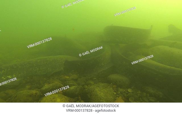 Group of wels catfish (Silurus glanis) swimming together in the Rhône river