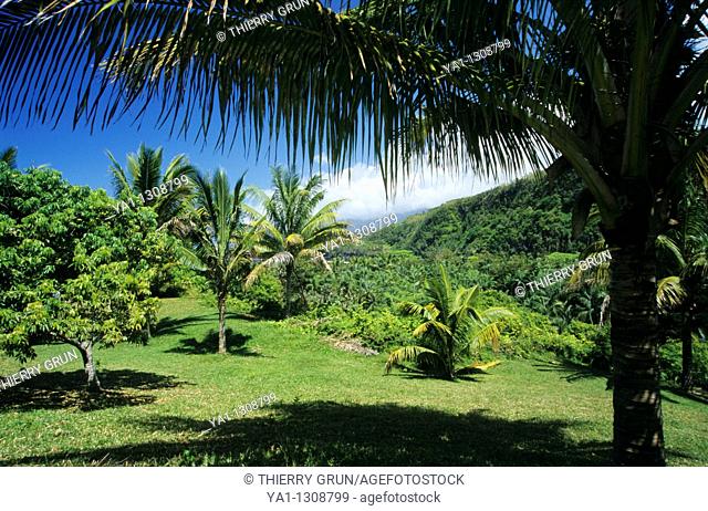 Palm trees forest, Anse des cascades (between Piton Sainte Rose and Bois Blanc), La Reunion island (France), Indian Ocean