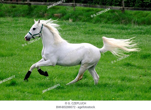 Arabian Thorougbred, Pure-bred Arab horse (Equus przewalskii f. caballus), running joyfully on paddock, Germany, North Rhine-Westphalia