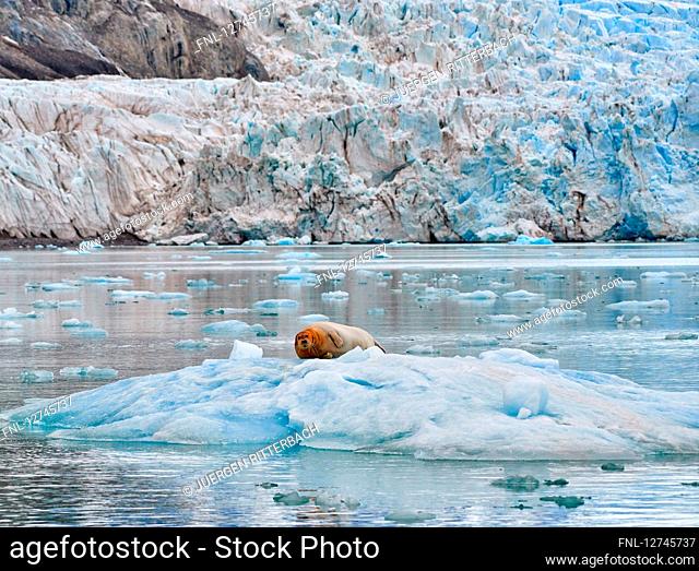 Bearded seal, Erignathus barbatus, on an ice floe, Svalbard, Norway, Europe