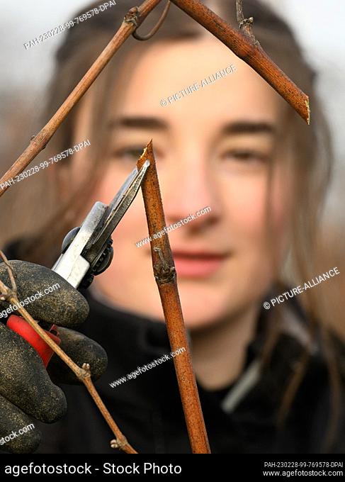 28 February 2023, Saxony, Proschwitz: Sina Karnstedt, apprentice winemaker in her 3rd year, is busy pruning the Pinot Gris variety in the vineyard of Schloss...