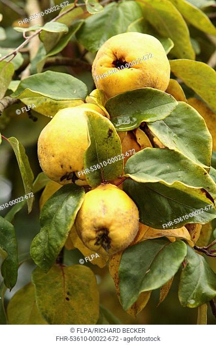 Quince Cydonia oblonga 'Portugal' variety, fruit on tree in orchard, Shropshire, England