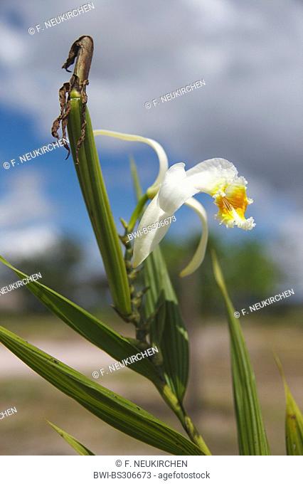 Sobralia liliastrum (Sobralia liliastrum), flower, Venezuela, Canaima National Park, Gran Sabana