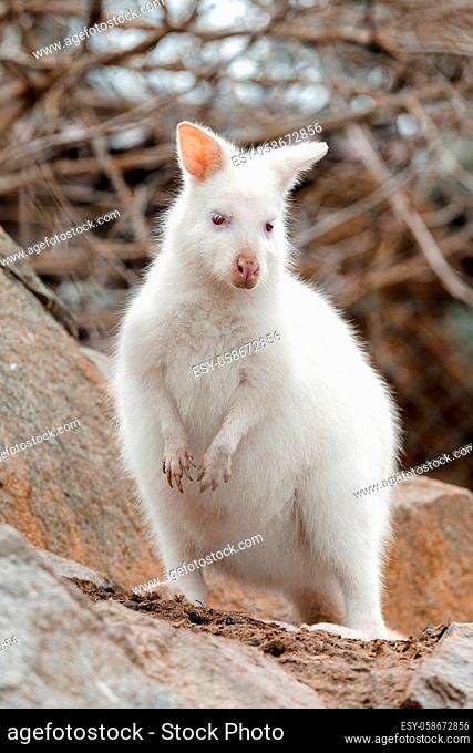 Red-necked Wallaby with very rare white albino color, female, kangaroo (Macropus rufogriseus)