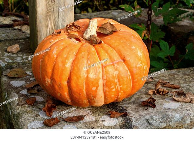 Pumpkin and dead leaves on the coping of a well in a garden during autumn