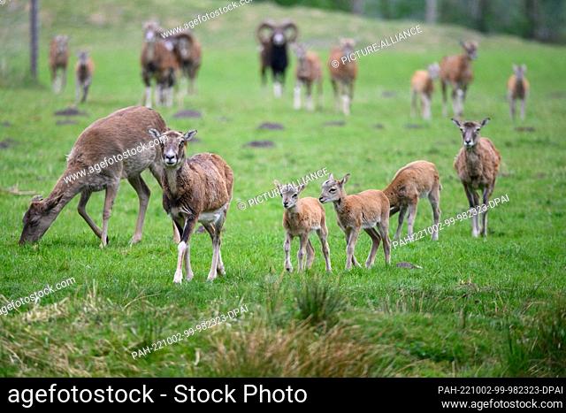 07 May 2022, Hamburg: Lambs and sheep of the European mouflon (Ovis gmelini musimon) in their enclosure at the Klövensteen Game Reserve