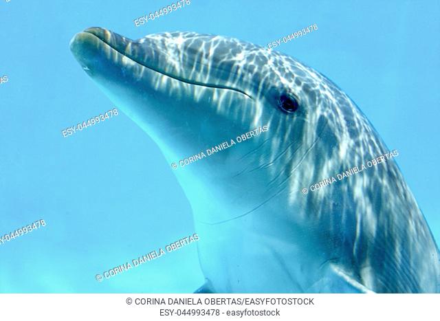 Dolphin underwater, closeup view