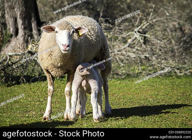 Close up view of a mother sheep feeding her baby on a field