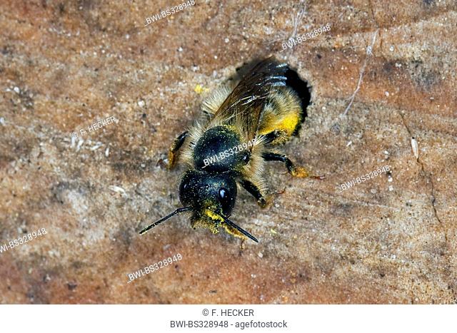 red mason bee (Osmia rufa, Osmia bicornis), at the hole of a nesting-aid for wild bees, Germany