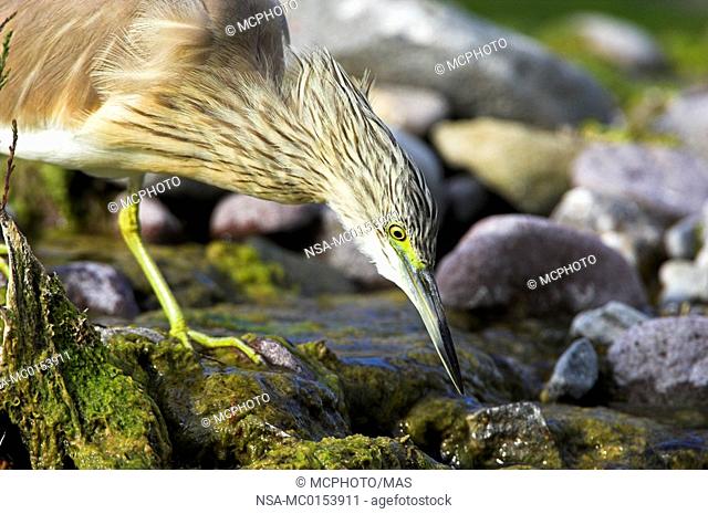 Squacco Heron Ardeola ralloides