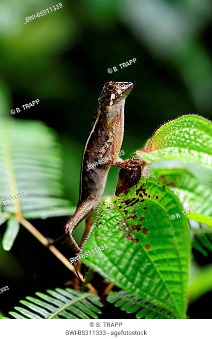 Brown-patched Kangaroo lizard, Wiegmann's Agama, Sri Lankan Kangaroo Lizard  (Otocryptis wiegmanni), Stock Photo, Picture And Rights Managed Image. Pic.  BWI-BS311333 | agefotostock
