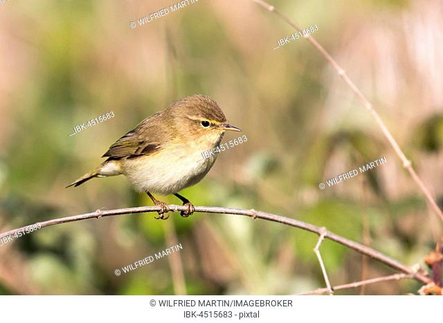 Willow Warbler (Phylloscopus trochilus) on branch, Hesse, Germany