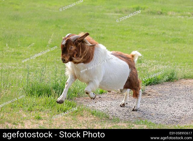 A goat with large horns runs around in a pasture near St. Maries, Idaho