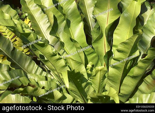 Bird's nest fern (Asplenium nidus). Close-up image of leaves