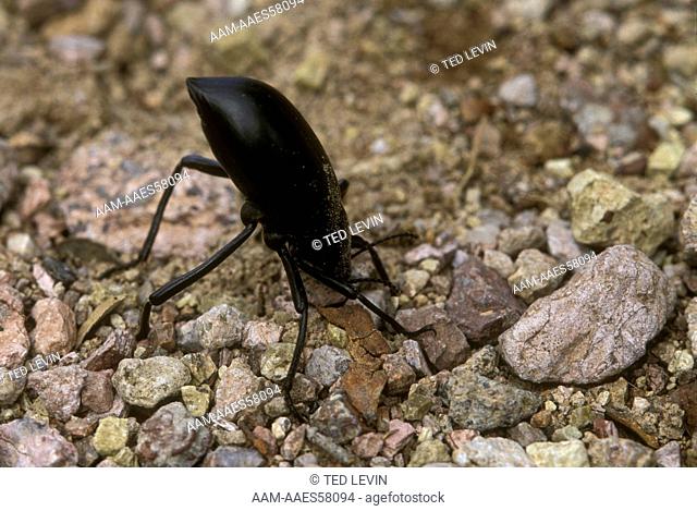 Pinacate Beetle (Eleodes sp) defense posture Organ Pipe Cactus NM