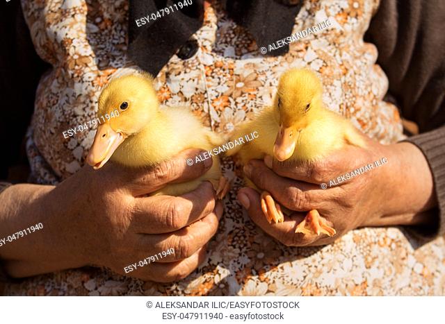 Ducklings Held In Womans Hands. Cute Baby Animals