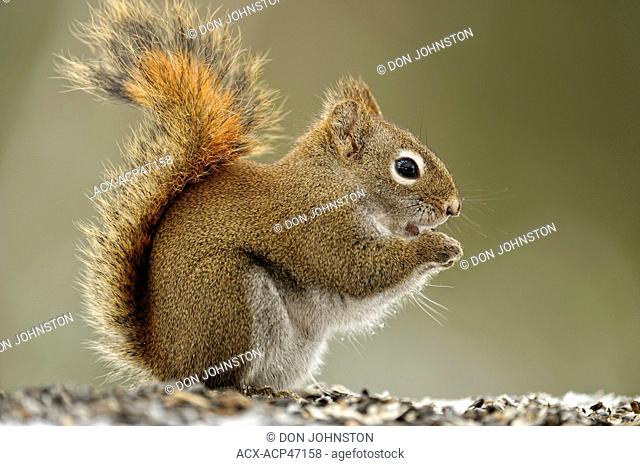 Red Squirrel Tamiasciurus hudsonicus Feeding on birdseed in winter