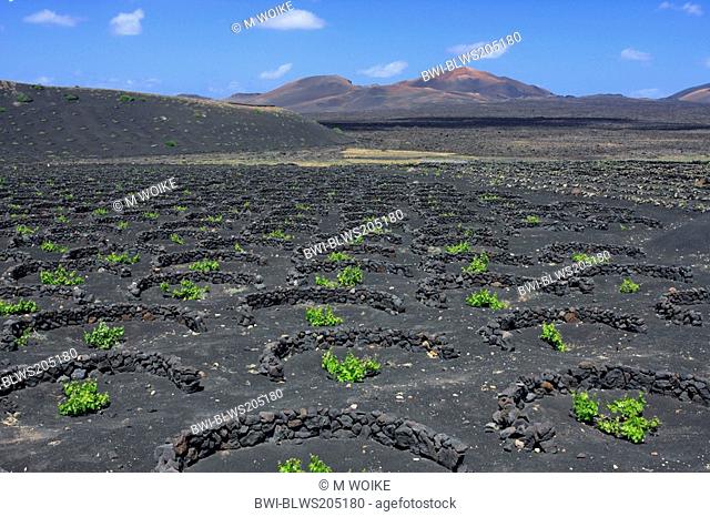 vine yard on volcanic rock, dryland farming, Canary Islands, Lanzarote