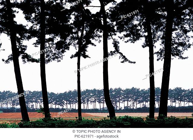 Pine Forest, Anmyeondo Island, Chungnam, Korea