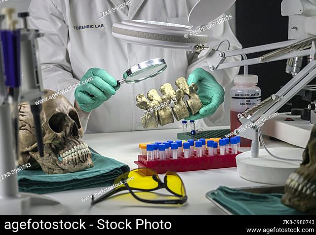 Forensic scientist examines human skull of adult male homocide victim to extract DNA, forensic laboratory, conceptual image
